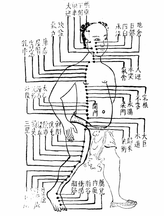 足陽明胃經.jpg