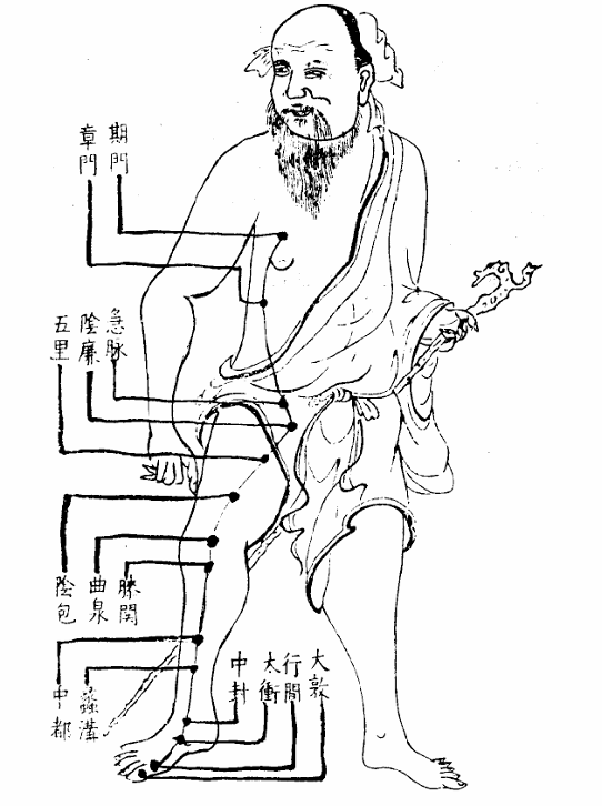 足厥陰肝經.jpg