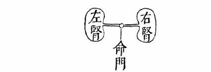 腎臟之圖.jpg
