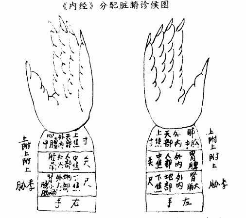 《內經》分配臟腑診候圖.jpg