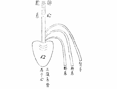 心臟之圖.jpg