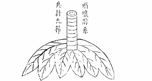肺臟之圖.jpg