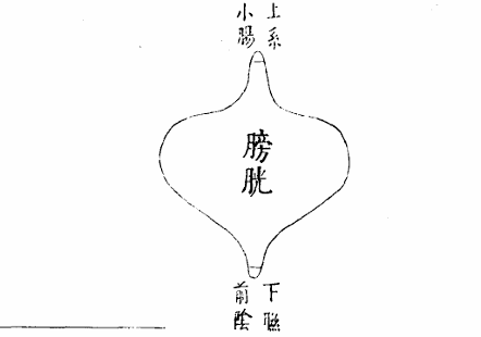 膀胱腑之圖.jpg